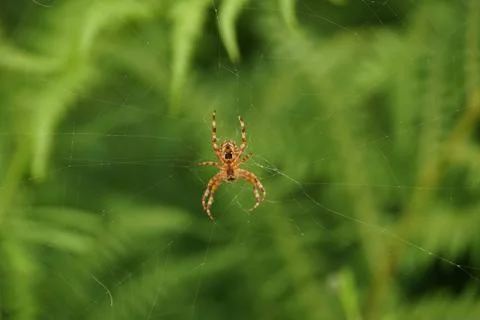 Garden Spider Underside Foto stock