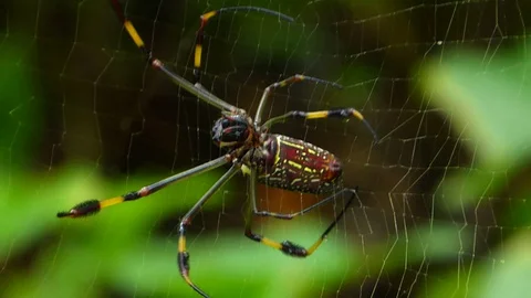 Garden Spider Weaving Cobweb Stock Footage 129333717