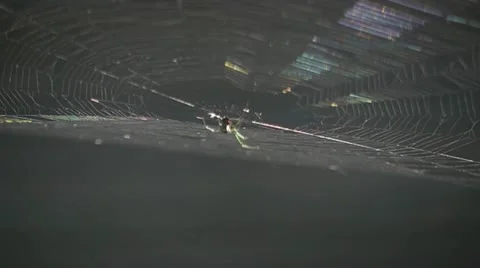 Garden Spider on web 库存影片 11200487