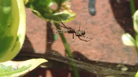 Garden spider on web. 스톡 동영상 50485805