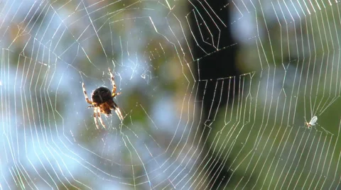 Garden Spider on Web Video stock 56031339