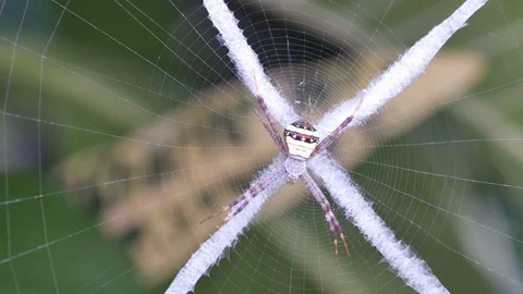 Garden spider in the web Stock Footage 92925673