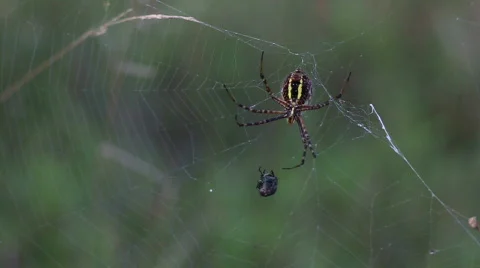Garden Spider on Web HD Video stock 841093