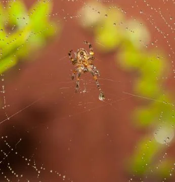 Garden spider on web Stock Photos