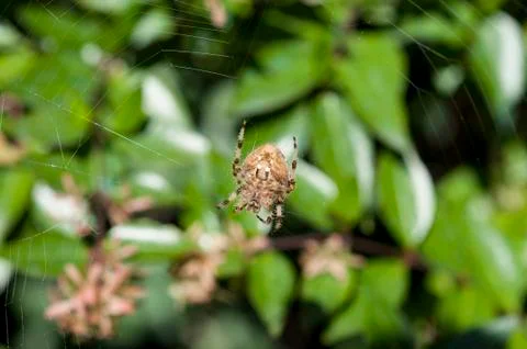 Garden spider on the web Stock Photos