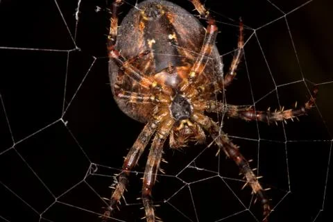 Garden Spider on web. Stock Photos