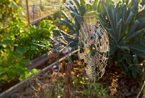 Garden Spider Web 스톡 사진