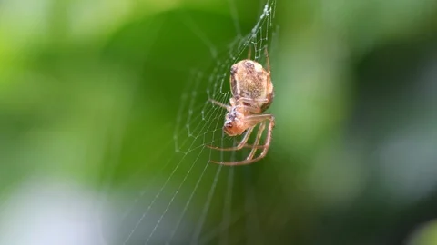Garden spider on web side-on Stock Footage 121205293