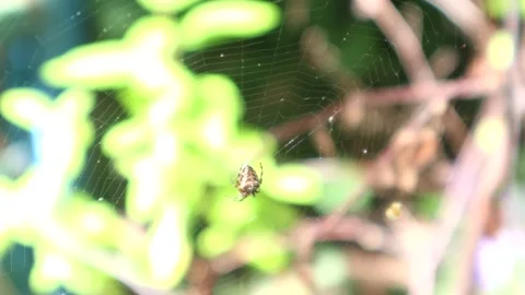 Garden Spider On A Web In The Sunshine 스톡 동영상 138042565