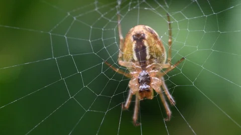 Garden spider on web underside view Stock Footage 121205230