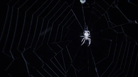 Garden spider on web wrapping insect caught web Video stock 118974877