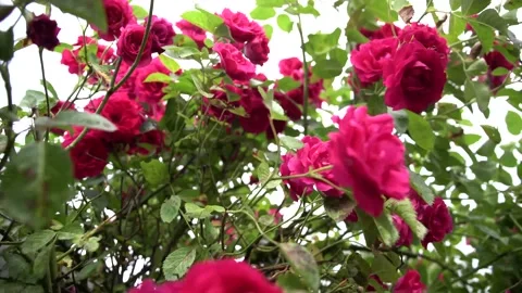 Garden spray of red roses close up. Bright, fresh blooming roses Stock Footage 144183430