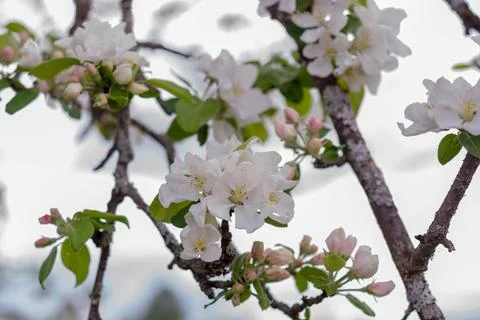 Garden, In the spring, an apple tree bloomed in the garden Stock Photos