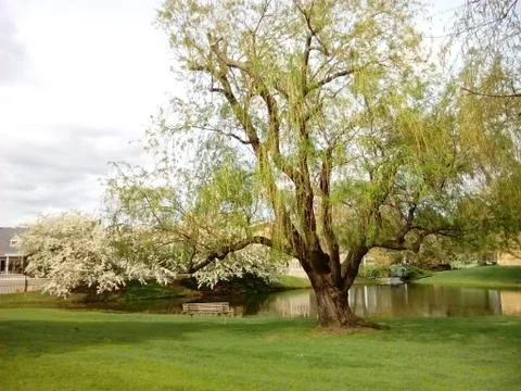Garden in spring Stock Photos