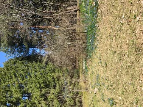 Garden in the Spring Stock Photos