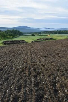 A garden in spring Stock Photos