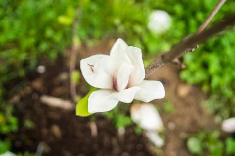 Garden in spring time. Closeup view of cherry or apple blossom. Little green Stock Photos