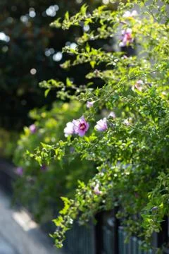 Garden in spring time. Closeup view of bush purple blossom. Lroses background Stock Photos