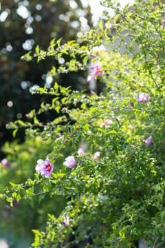 Garden in spring time. Closeup view of bush purple blossom. Lroses background Stock Photos