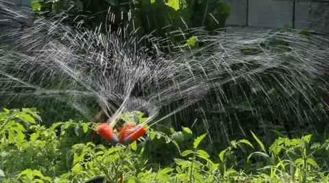 Garden sprinkler Stock Footage 11981088
