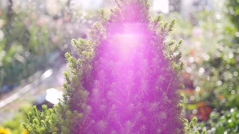 Garden spruce tree closeup. in the background bokeh is from raindrops. 스톡 동영상 77730401