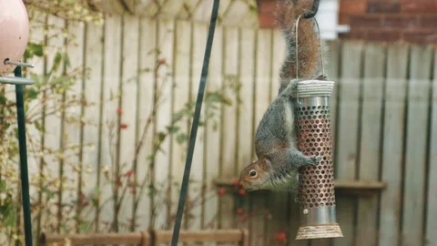Garden squirrel jumping off a bird feeder Stock Footage 104819721