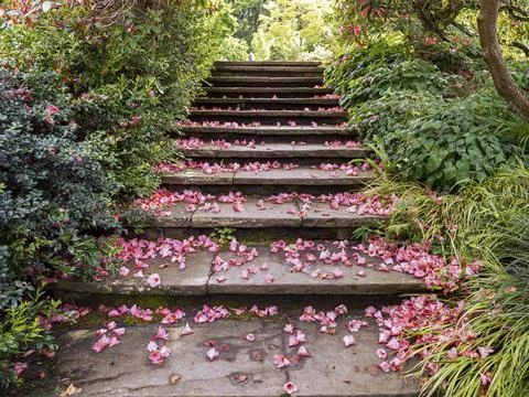 Garden steps covered with pink fallen petals Stock Photos