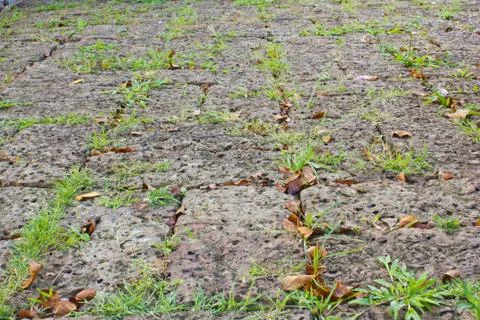 Garden stone path with grass Stock Photos