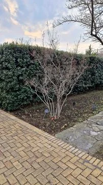Garden stone path with a tree in the foreground, at sunset Stock Photos