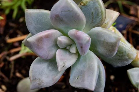 Garden succulent close up Stock Photos