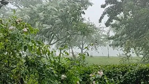 Garden In The Summer Rain Stock Footage 164914859