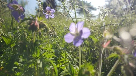 Garden summertime Flowers  Stock Footage 233447265