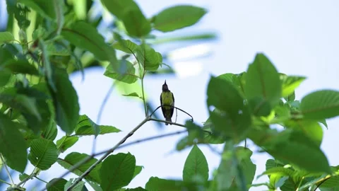 Garden Sunbird is standing on kratom tree Stock Footage 337832694