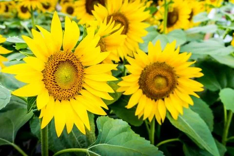 The garden of sunflower with pollen and bright yellow leaves.Bright yellow su Stock Photos