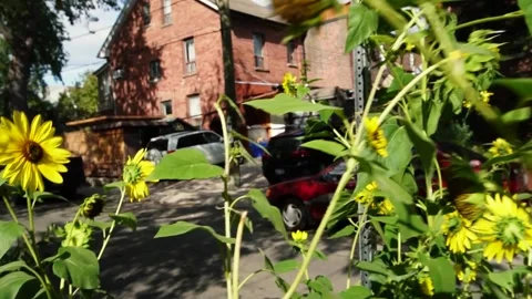 Garden sunflowers 動画素材 268136561