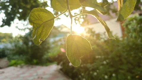 Garden sunshine Stock Footage 111587703