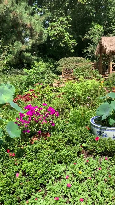 Garden in Suzhou Video stock 342631572