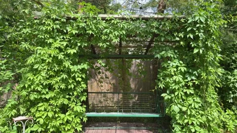 Garden Swing Under Lush Grapevine Pergola in Summer Backyard Stock Footage 336606562
