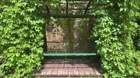 Garden Swing Under Lush Grapevine Pergola in Summer Backyard Stock Footage 336606794