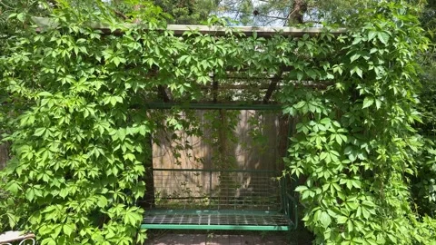 Garden Swing Under Lush Grapevine Pergola in Summer Backyard Video stock 336607076