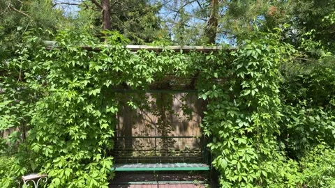 Garden Swing Under Lush Grapevine Pergola in Summer Backyard Video stock 336607080