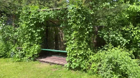 Garden Swing Under Lush Grapevine Pergola in Summer Backyard Stock Footage 336607123
