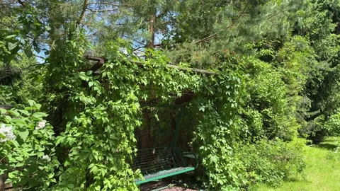 Garden Swing Under Lush Grapevine Pergola in Summer Backyard Stock-Footage 336607297