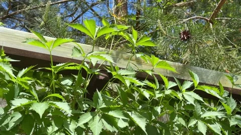 Garden Swing Under Lush Grapevine Pergola in Summer Backyard Video stock 336607723