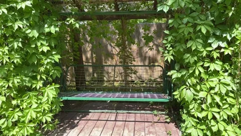 Garden Swing Under Lush Grapevine Pergola in Summer Backyard Video stock 336607747