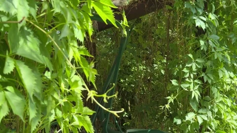 Garden Swing Under Lush Grapevine Pergola in Summer Backyard Stock-Footage 336607811
