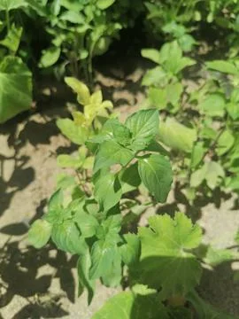 From garden to table; the journey of a basil leaf Stock Photos
