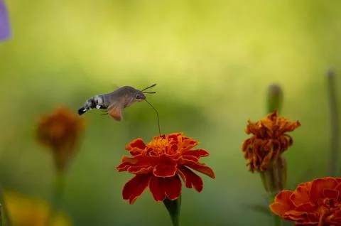 Garden theme Photos