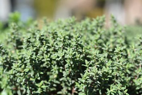 Garden thyme Stock Photos