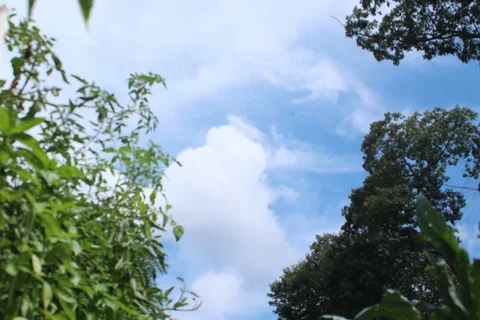 Garden timelapse 動画素材 94774223